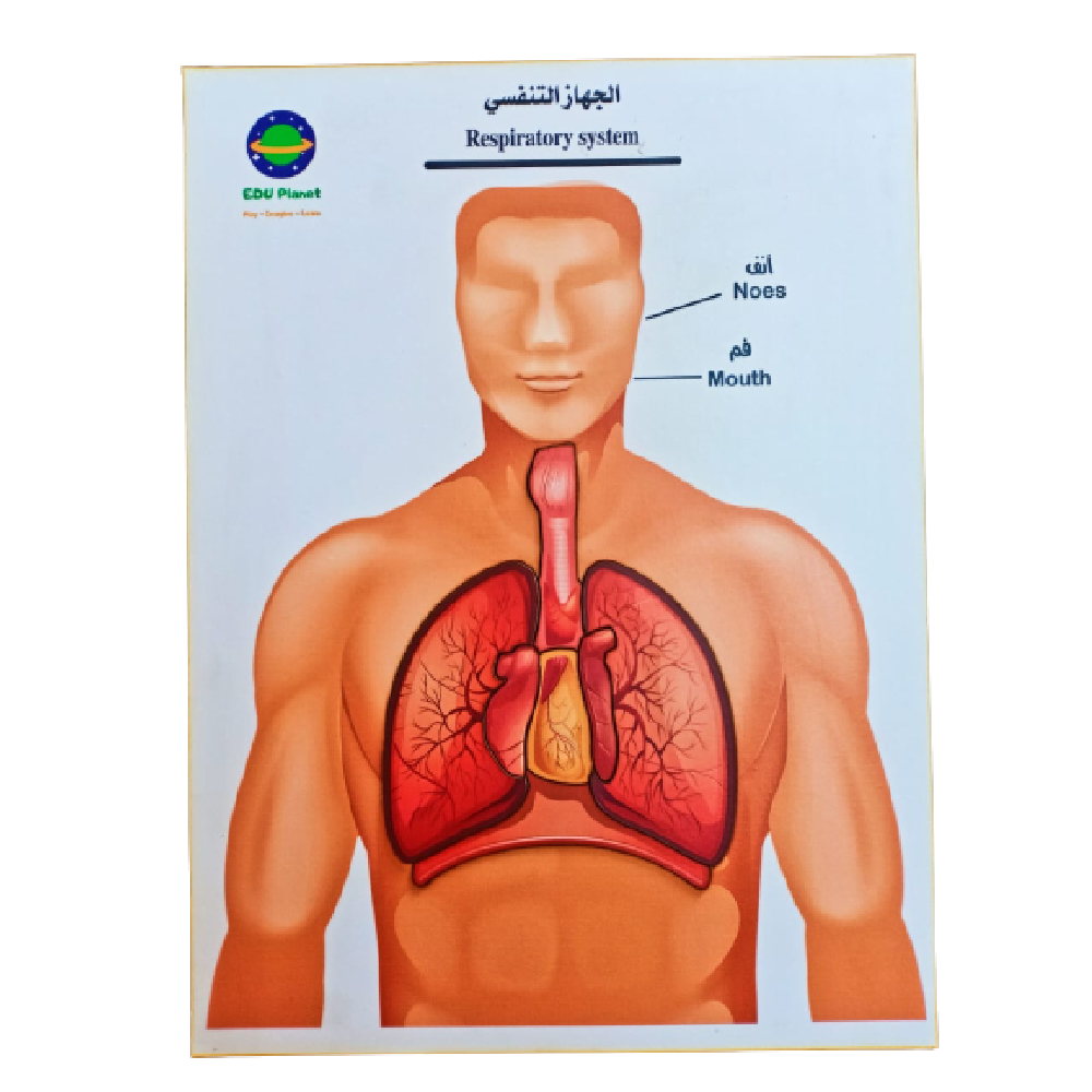 بازل نموذج تشريح الجهاز تنفسي